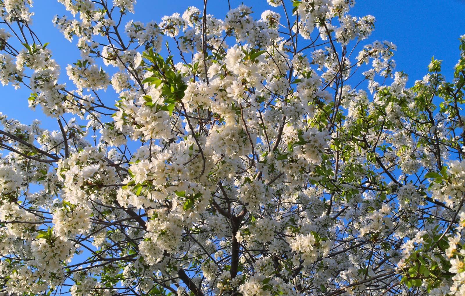 Cherry tree full of blooming white flowers by sheriffkule