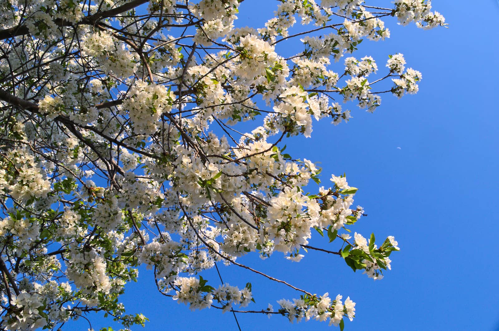 Cherry tree full of blooming white flowers