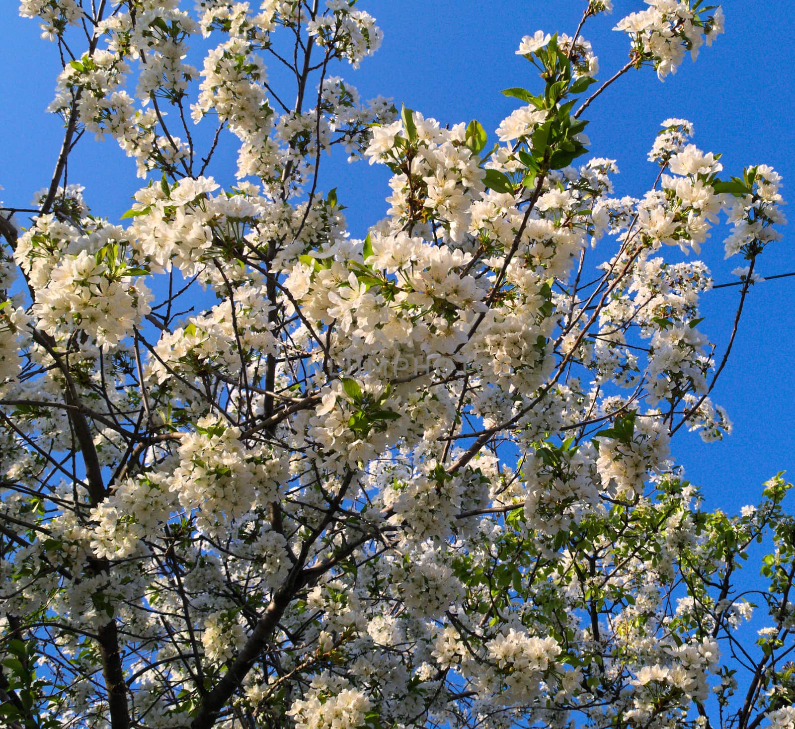 Cherry tree full of blooming white flowers by sheriffkule