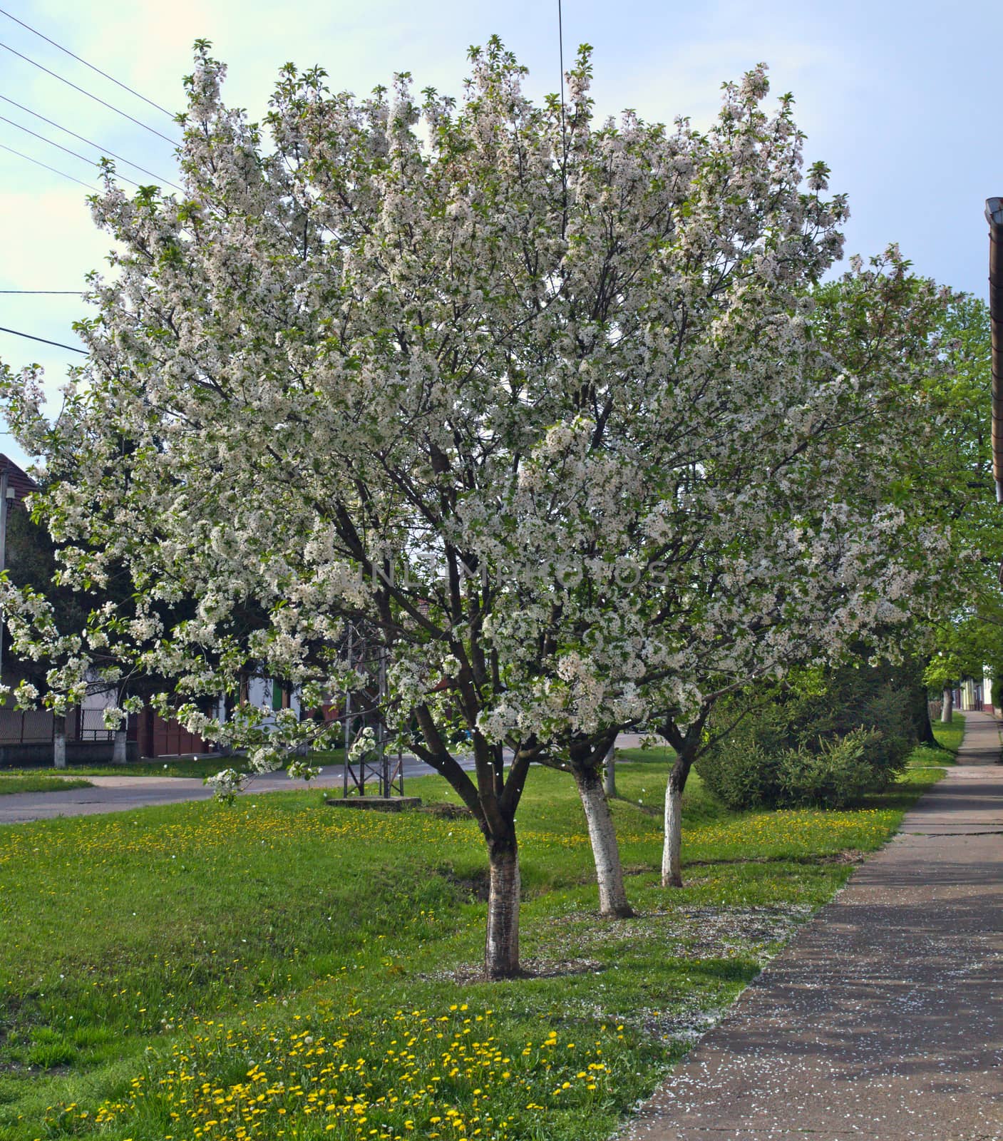 Cherry trees blooming flowers at spring