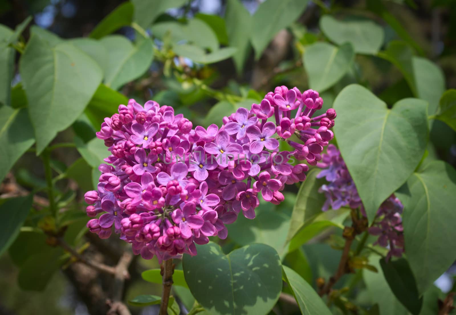 Lilac blooming flowers at spring time by sheriffkule