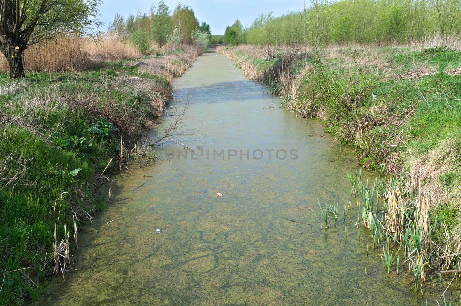 Irrigation channel became swamp by sheriffkule