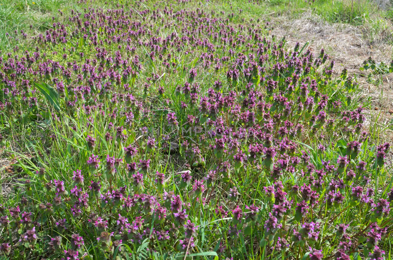 Plants at meadow blooming with purple flowers by sheriffkule