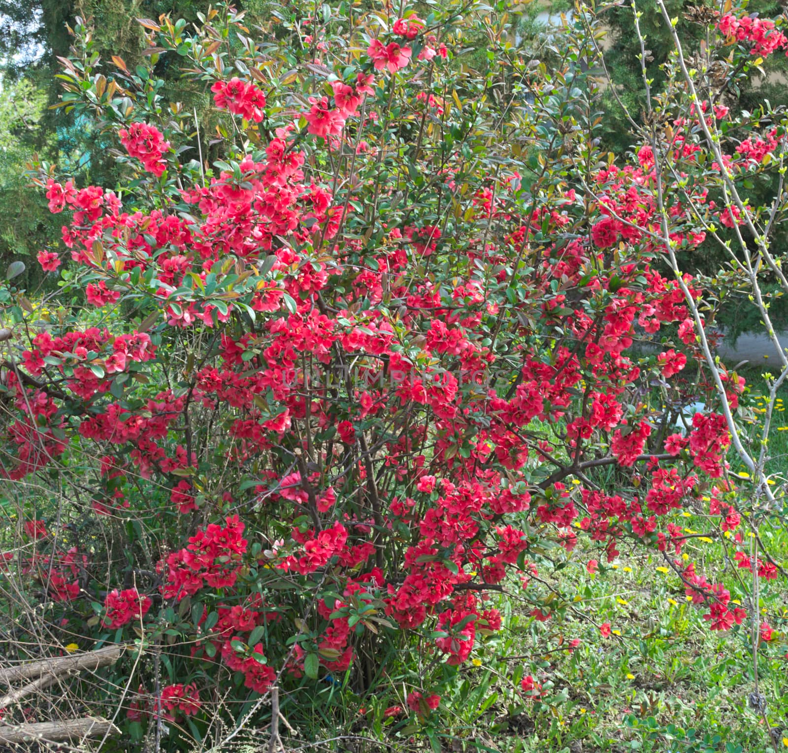 Bush blossoming with red flowers at spring time by sheriffkule