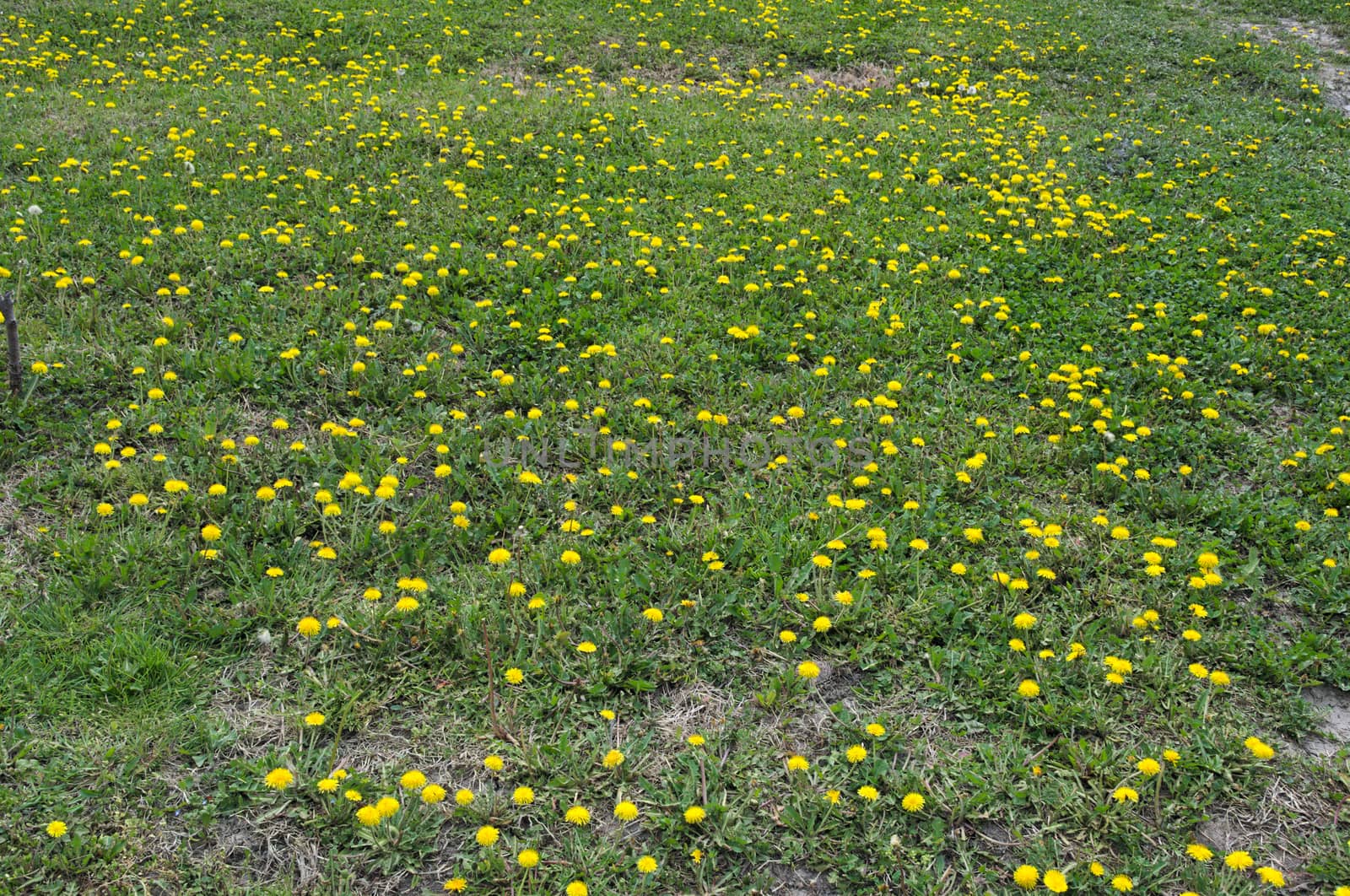 Dandelions blossoming with yellow flowers, at meadow, during spring by sheriffkule