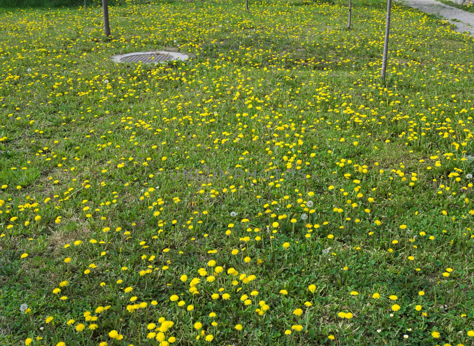 Dandelions blossoming with yellow flowers, at meadow, during spring by sheriffkule