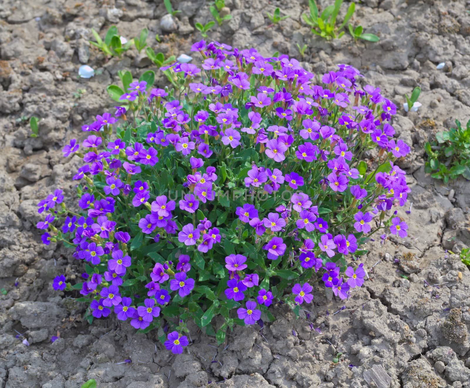 Plant blooming with purple flowers