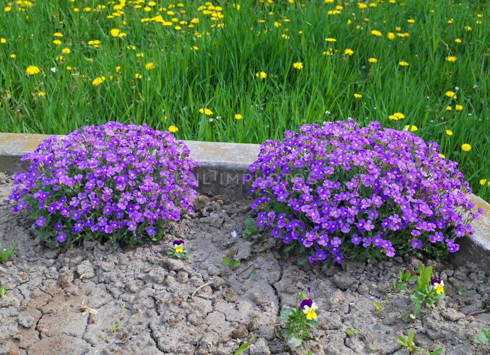 Plant blooming with purple flowers