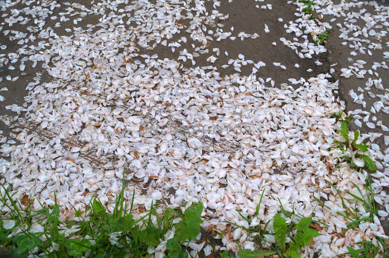 Leaflets on the ground after blossom