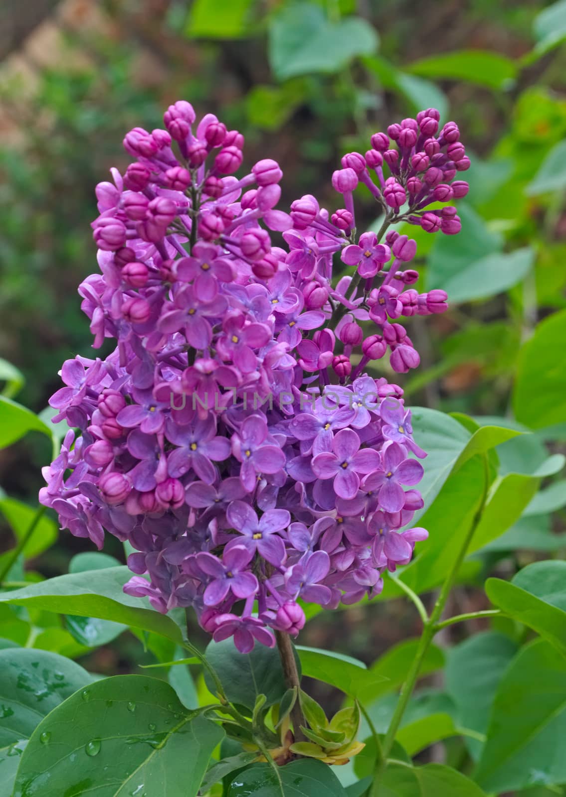 Lilac blooming flowers at spring time, closeup by sheriffkule