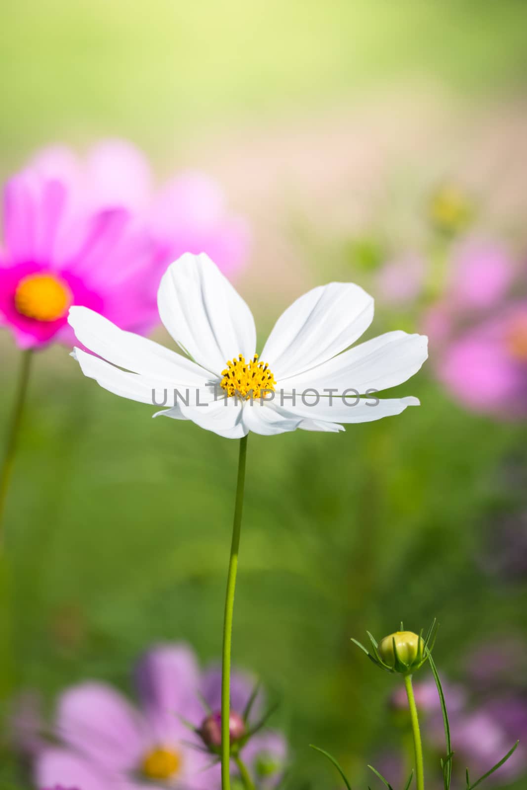 The background image of the colorful flowers, background nature