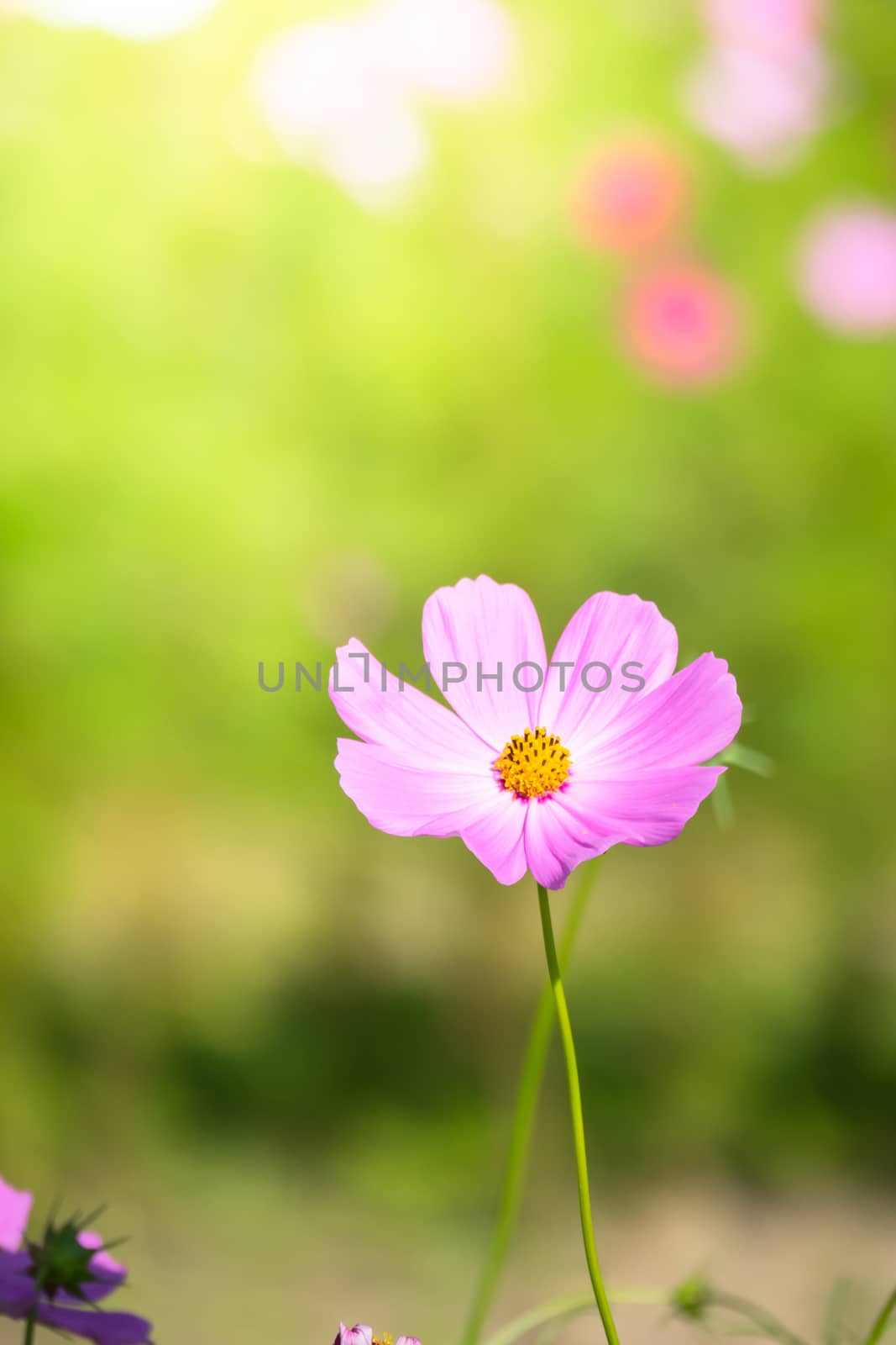 The background image of the colorful flowers, background nature