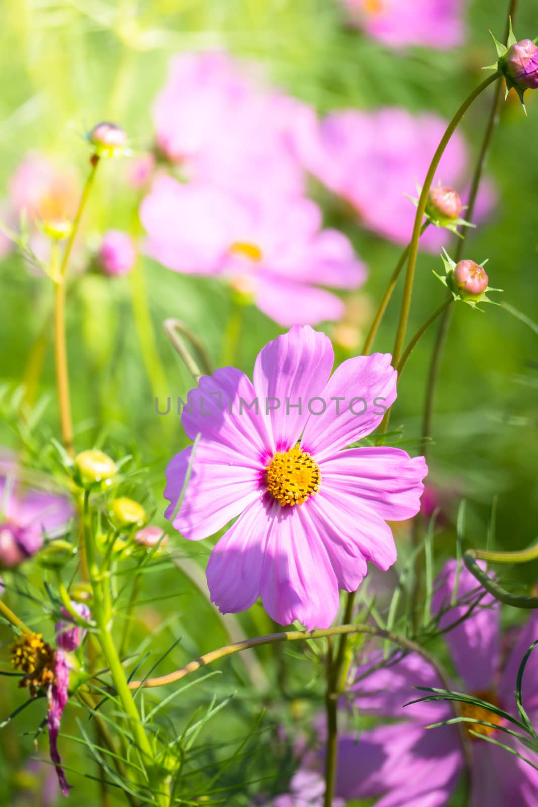 The background image of the colorful flowers, background nature