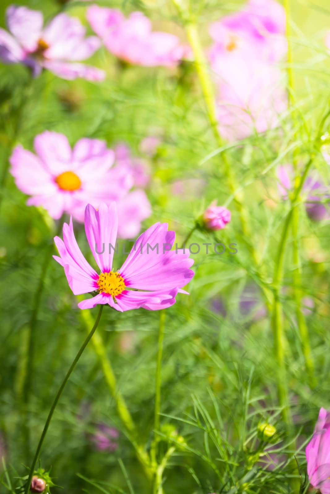 The background image of the colorful flowers, background nature