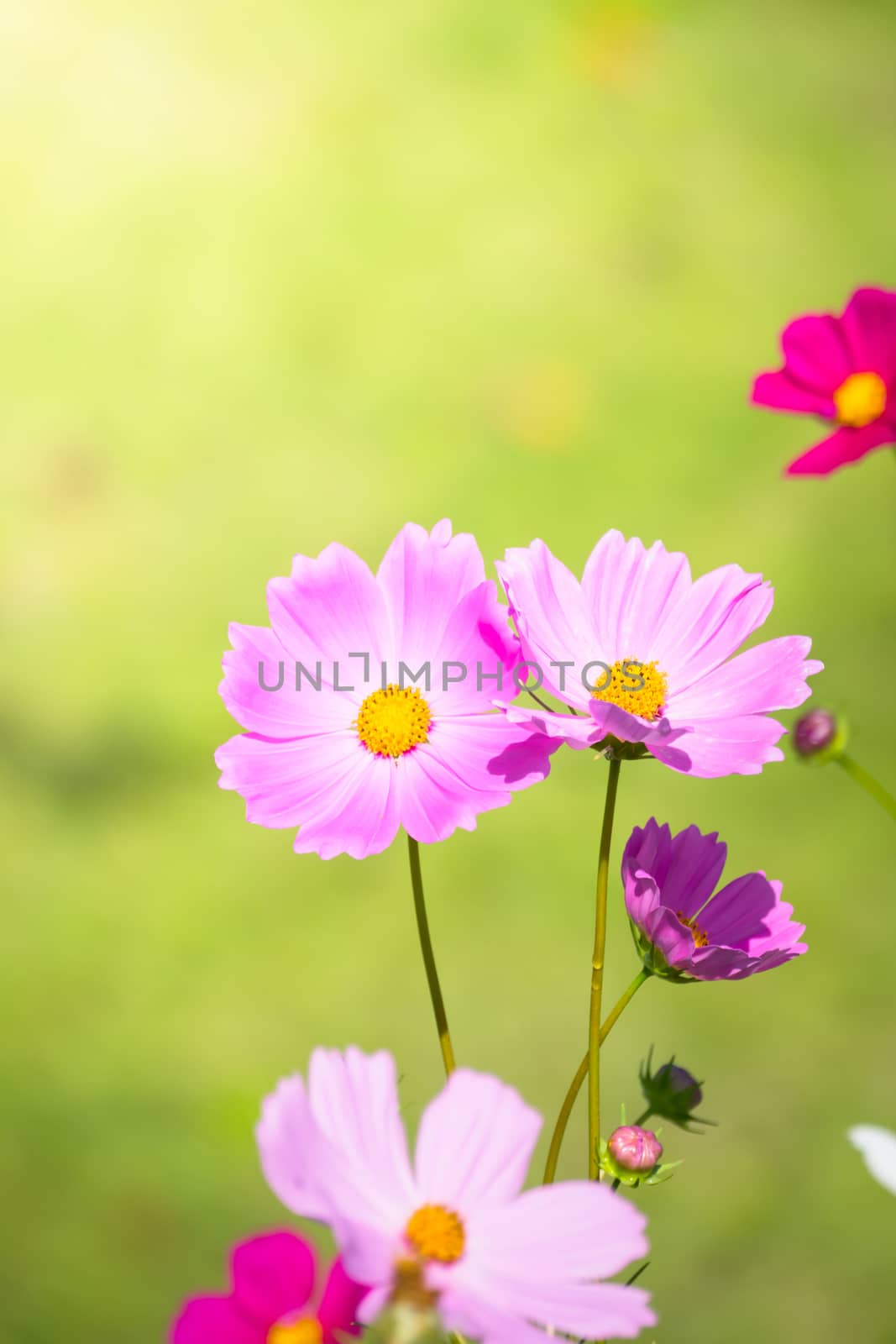 The background image of the colorful flowers, background nature
