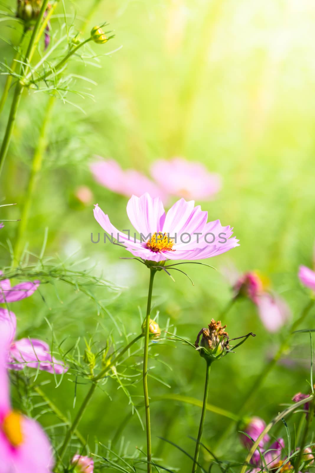 The background image of the colorful flowers, background nature