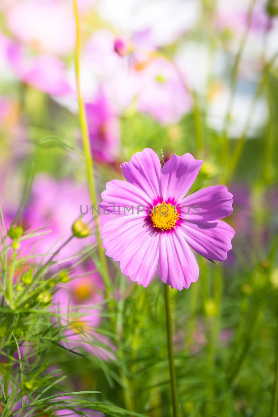 The background image of the colorful flowers, background nature