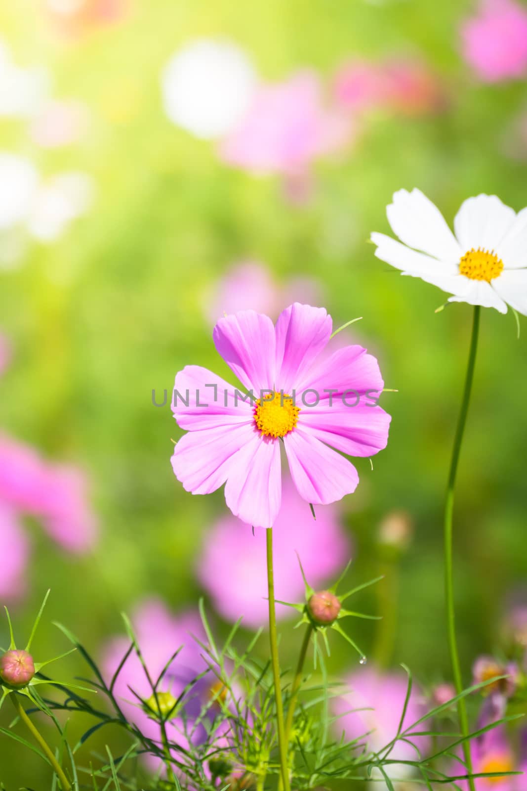 The background image of the colorful flowers, background nature