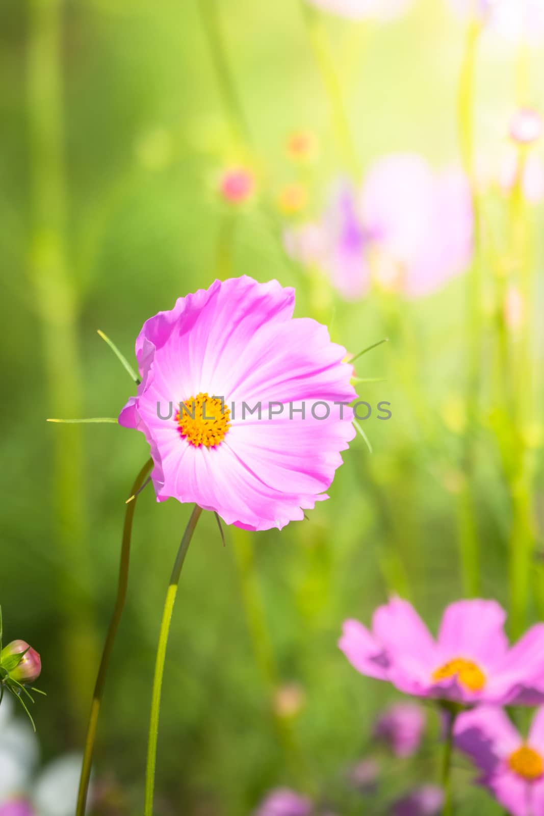 The background image of the colorful flowers, background nature