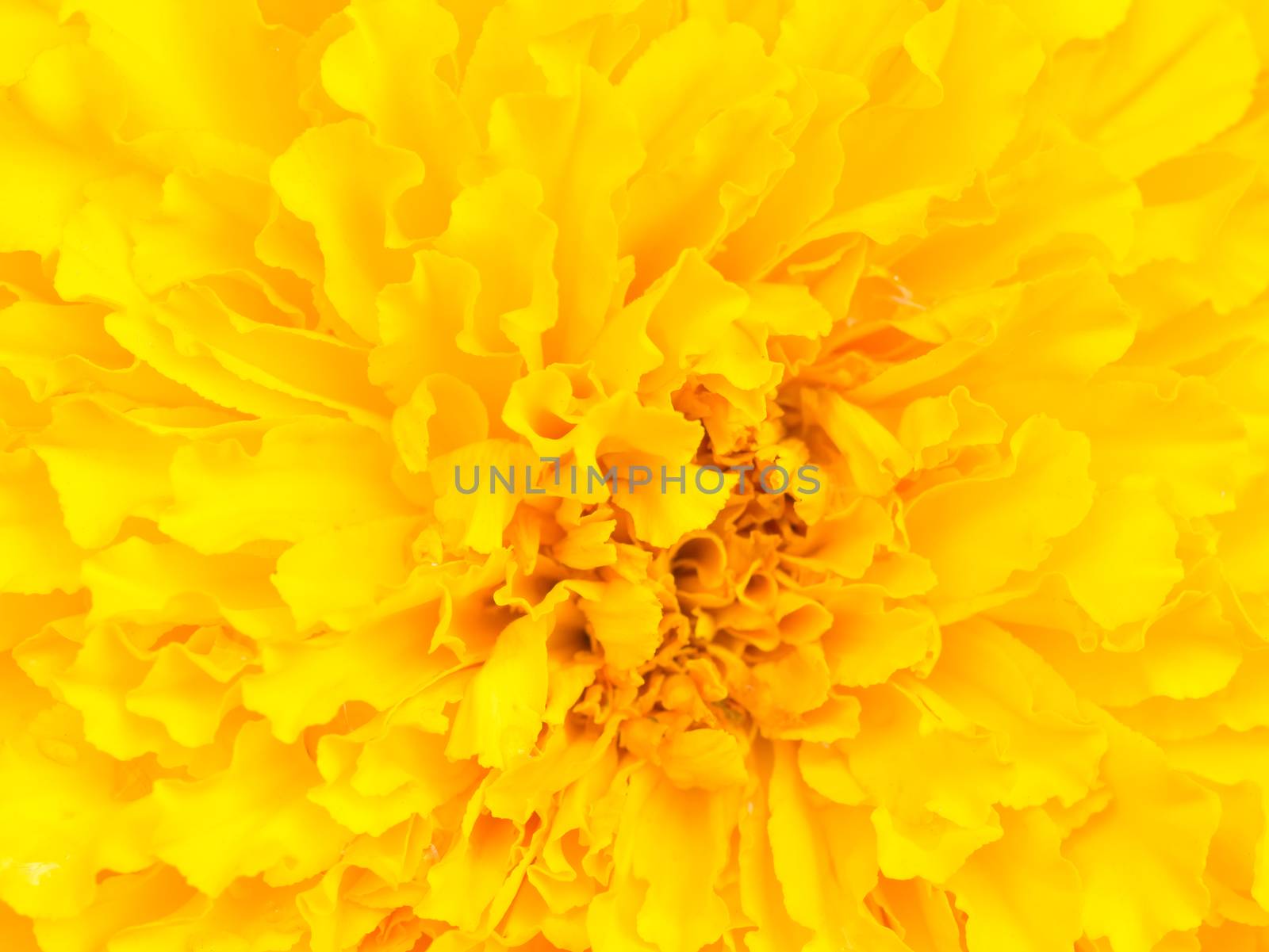 Closeup marigold flower by hadkhanong