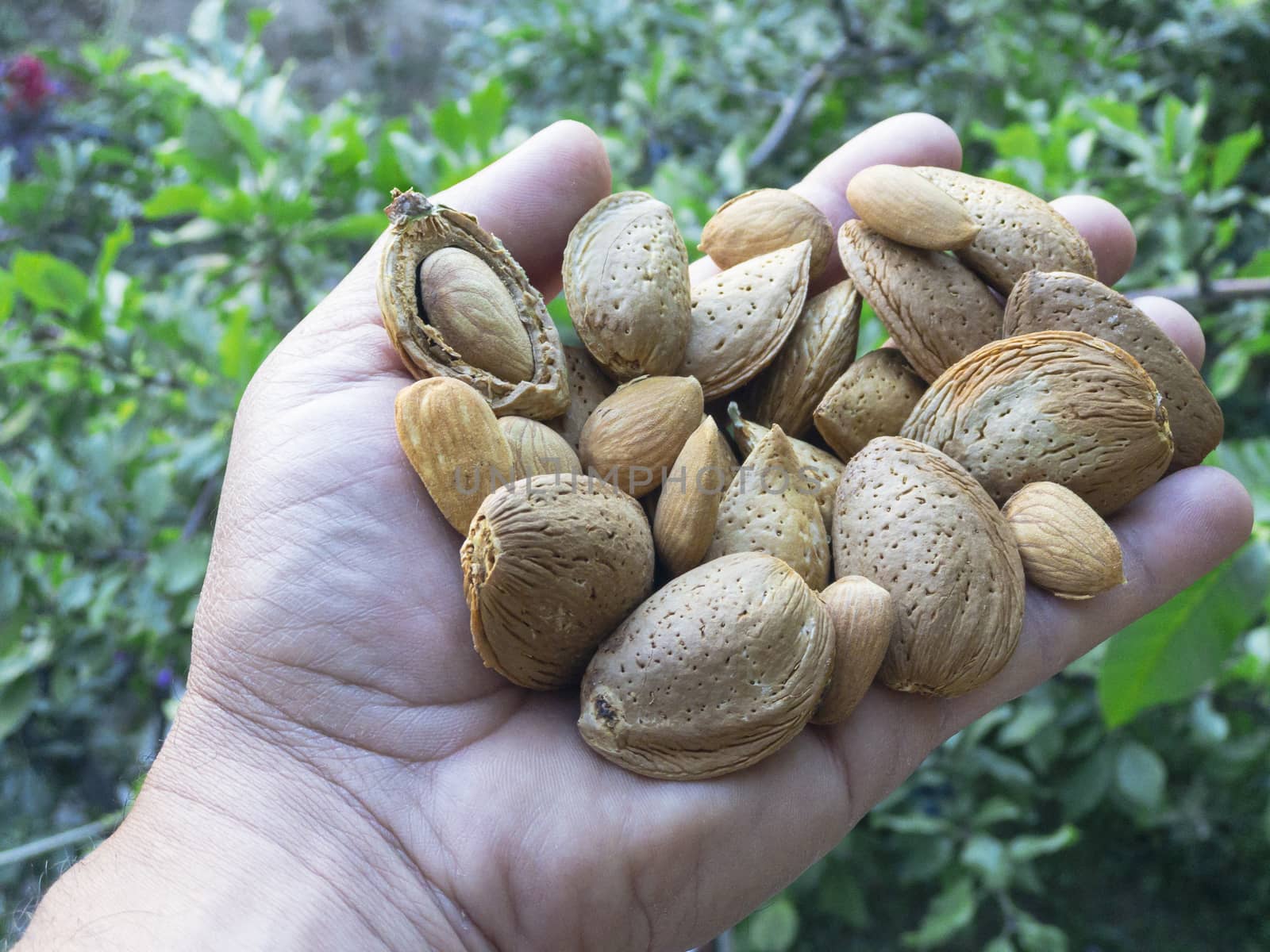 new crop fresh almonds