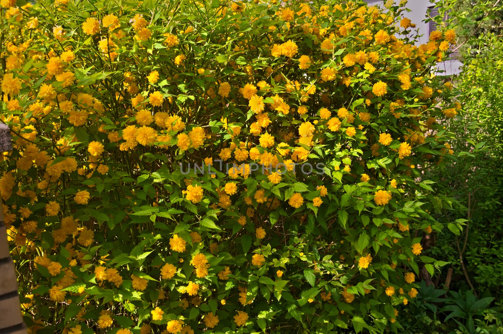 Bush blooming with yellow flowers at spring time by sheriffkule