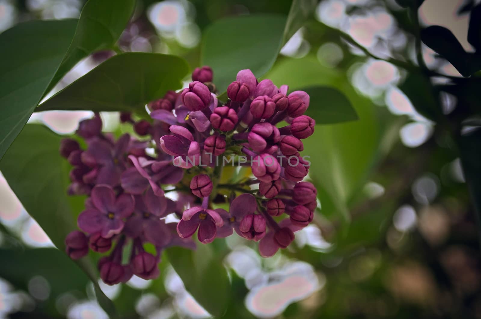 Lilac blooming flowers at spring time, closeup