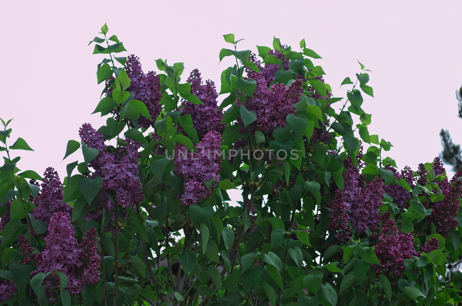 Lilac tree blooming with flowers by sheriffkule