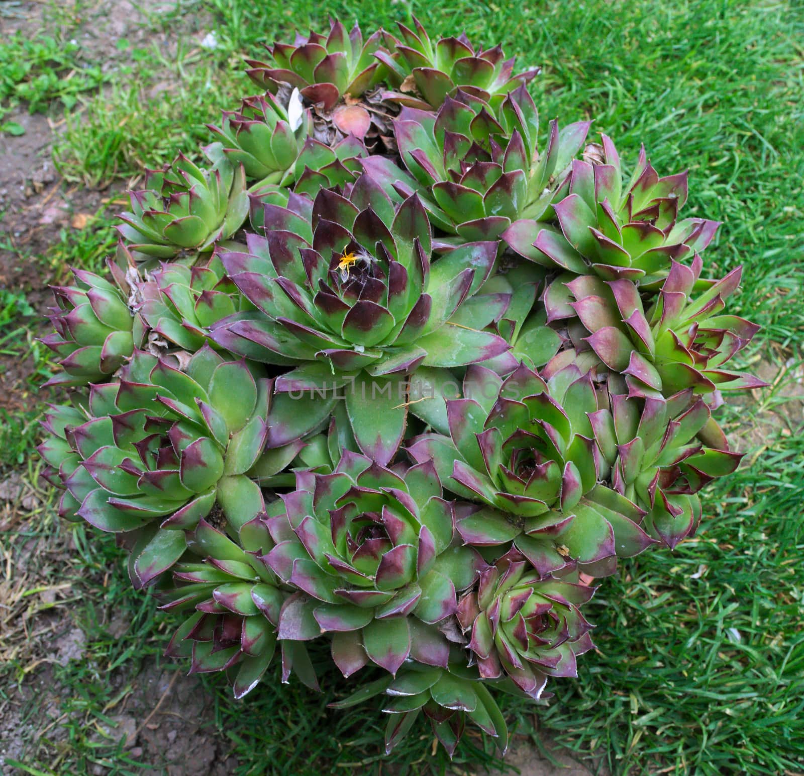 Abundance of house keeper plants in one flowerpot by sheriffkule