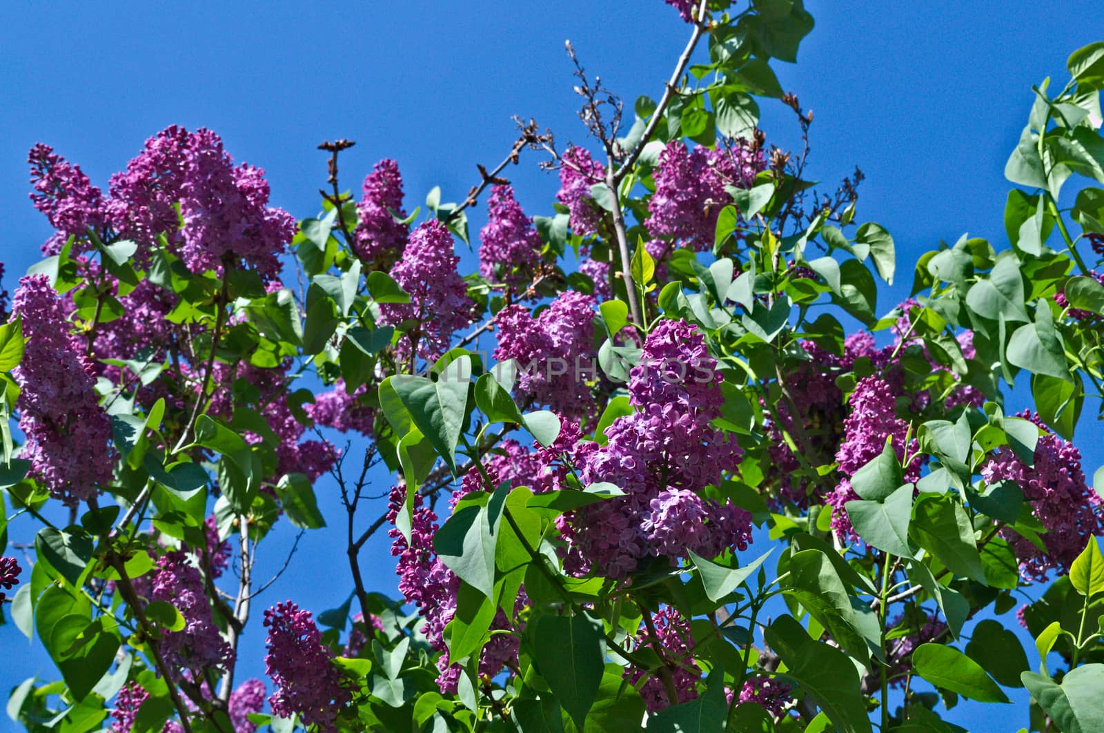 Lilac tree blooming with flowers by sheriffkule