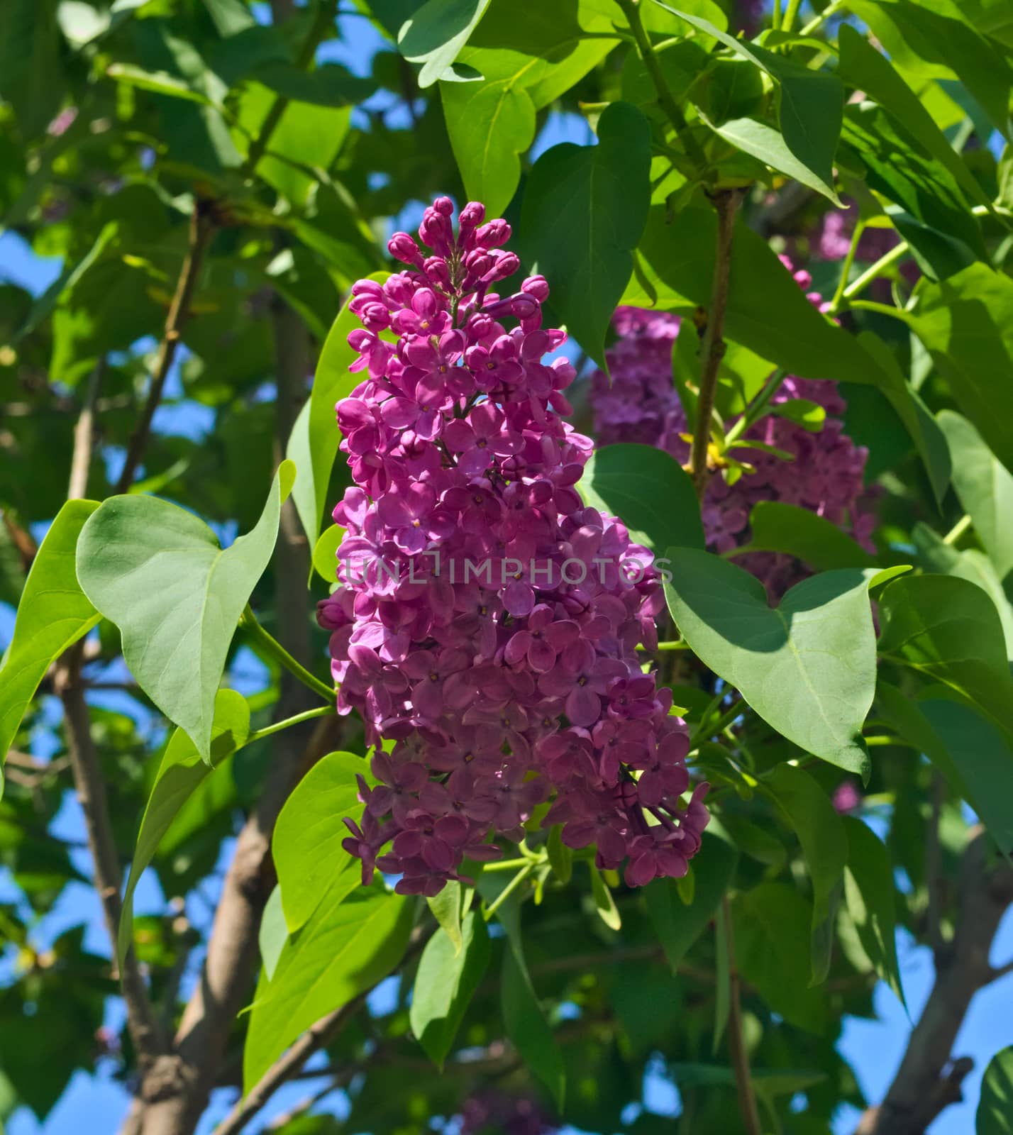 Lilac blooming flowers at spring time, closeup by sheriffkule