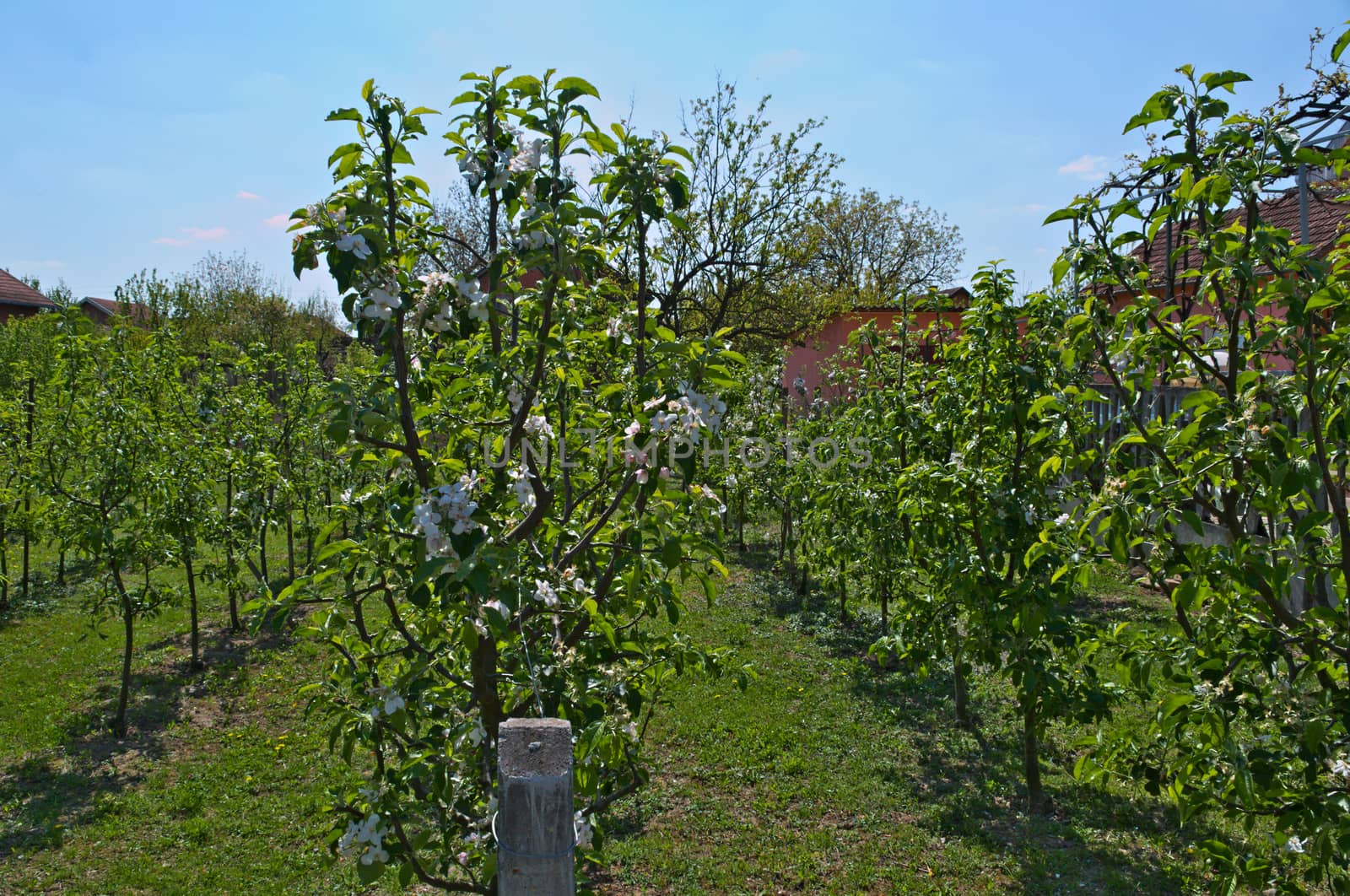 Apple orchard at spring by sheriffkule