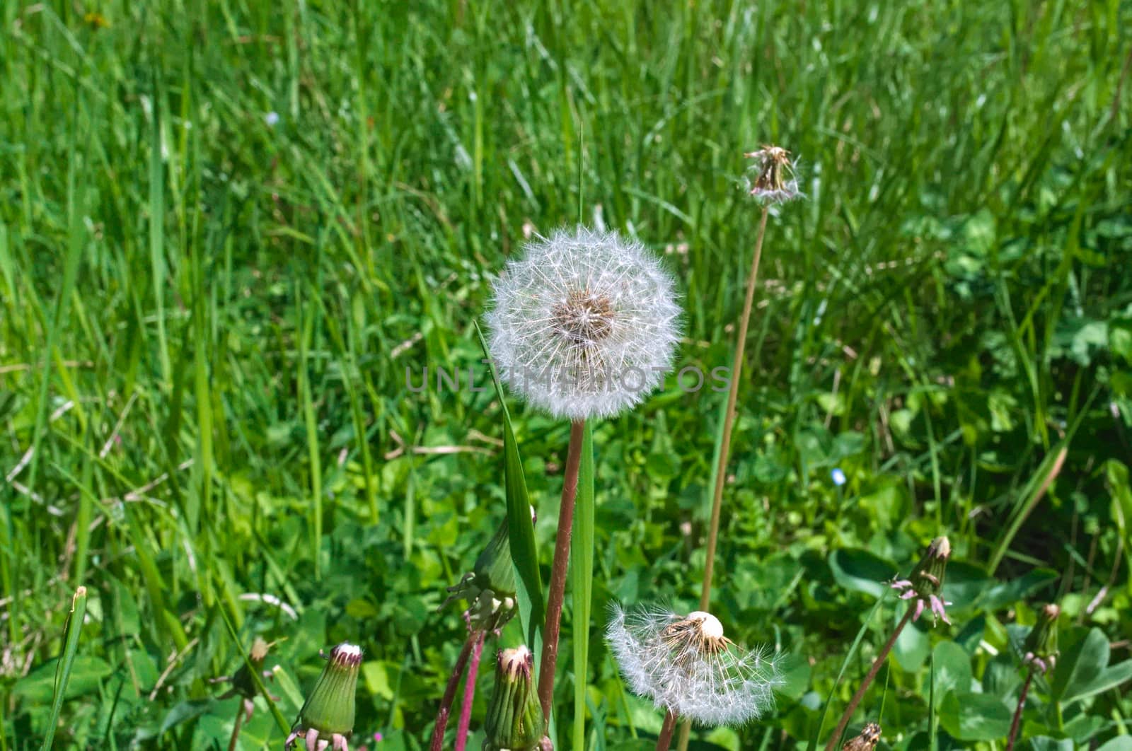 Dandelions blooming blowball flowers at spring