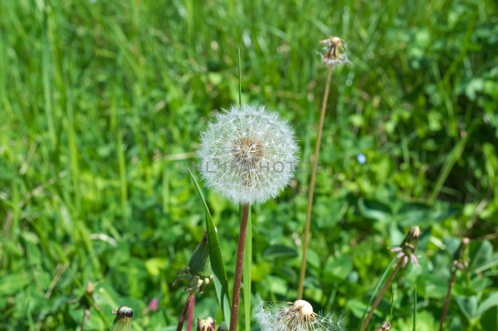 Dandelions blooming blowball flowers at spring