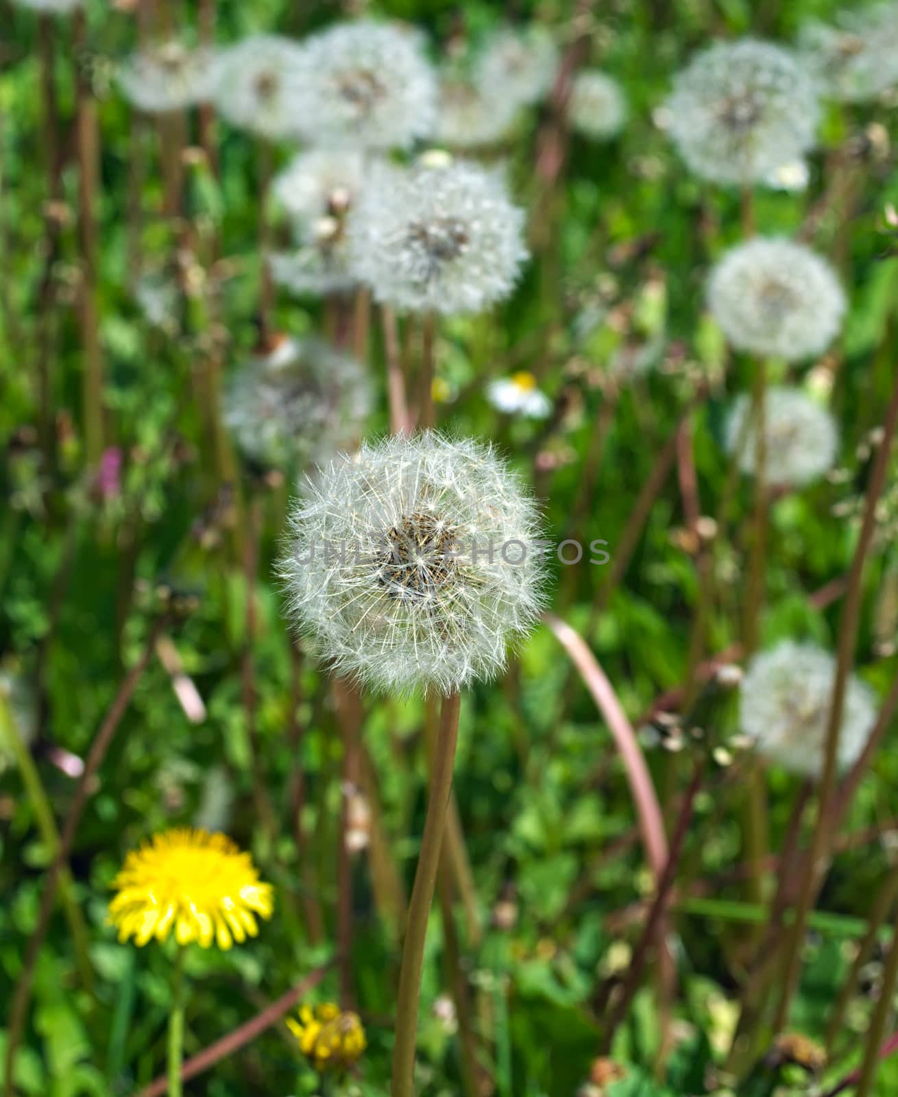 Dandelions blowballs blooming at meadow