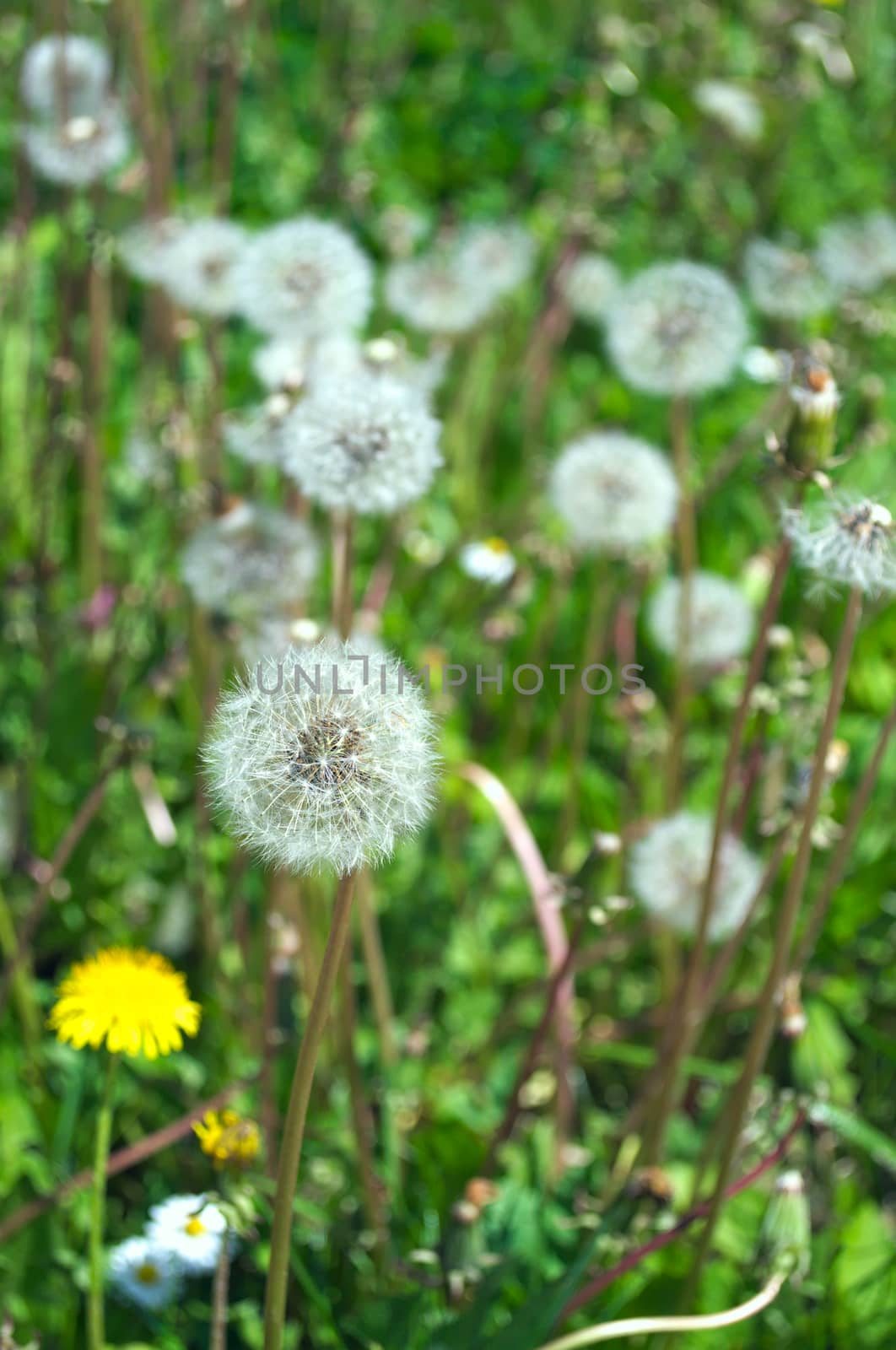 Dandelions blowballs blooming at meadow by sheriffkule