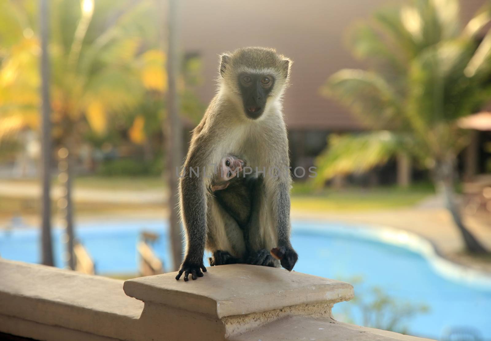 Curious monkey with baby on the balcony of the hotel
