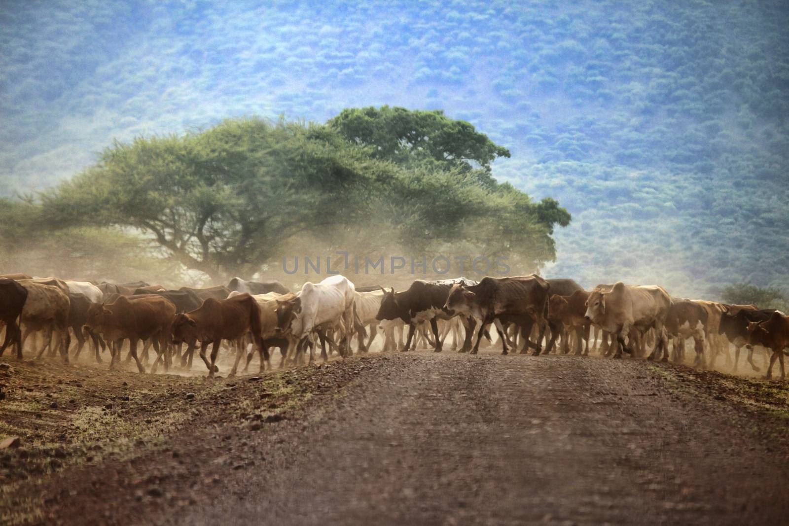 A large herd of cows in Kenya