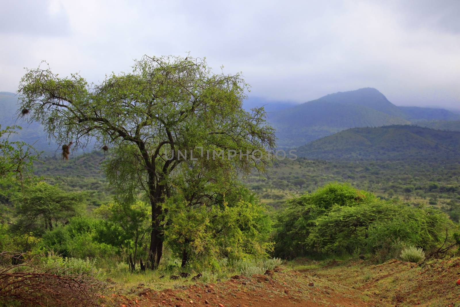 Tsavo National Park in cloudy weather. Kenya