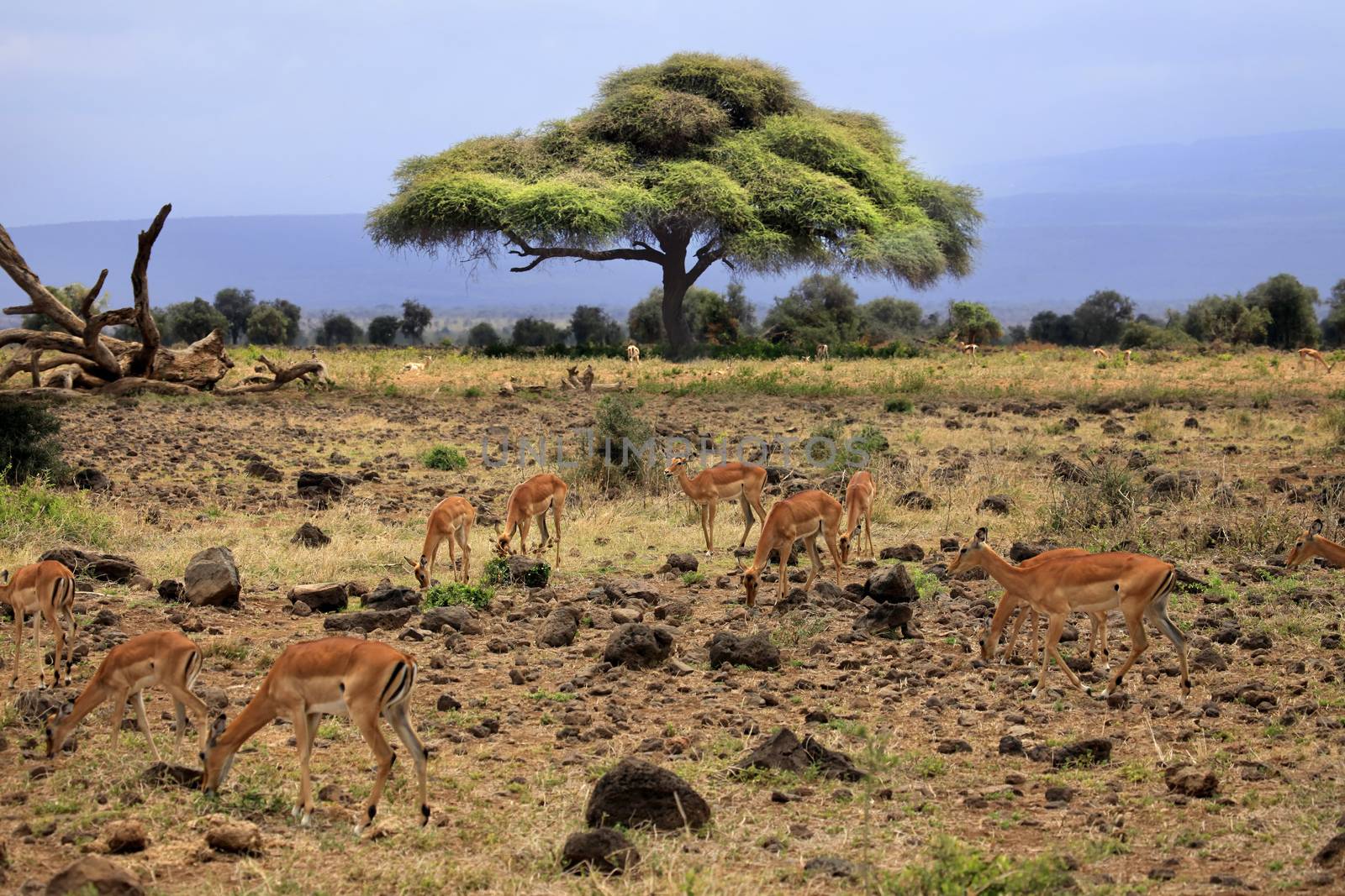 Thomson's Gazelle in the Amboseli, Kenya