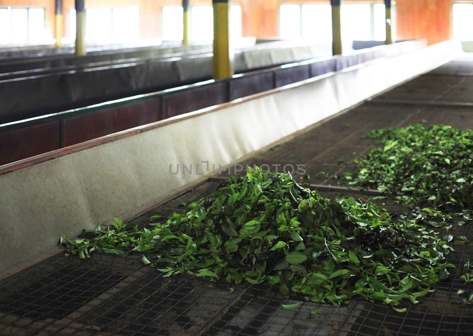 Ceylon Tea Factory on Sri Lanka