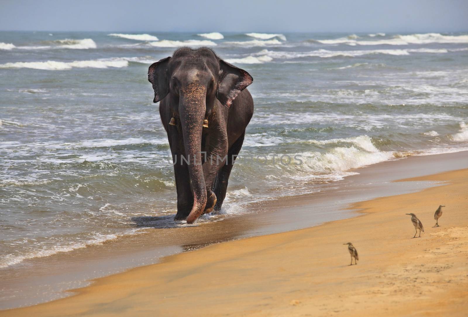 Indian elephant on the ocean shore