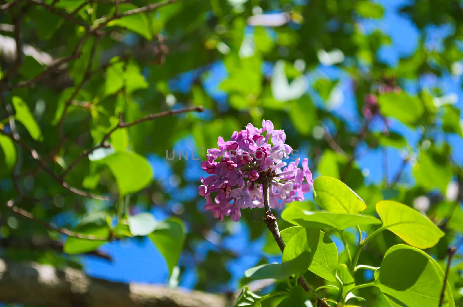 Lilac blooming flowers at spring time, closeup by sheriffkule