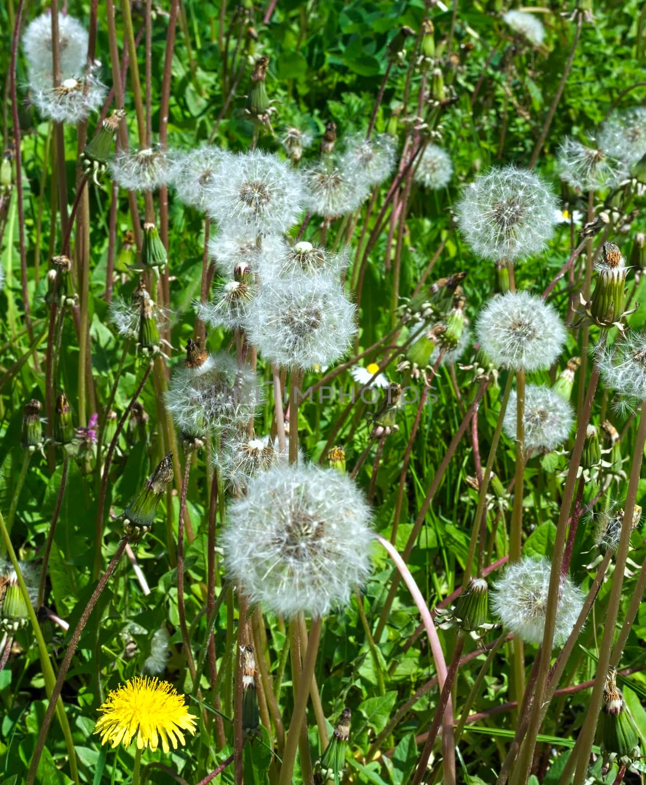 Dandelions blowballs blooming at meadow by sheriffkule