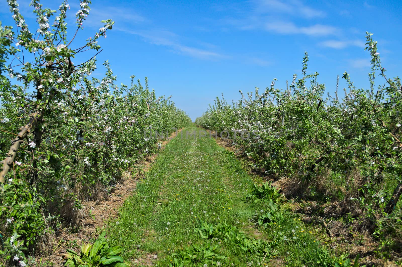 Apple orchard at spring by sheriffkule