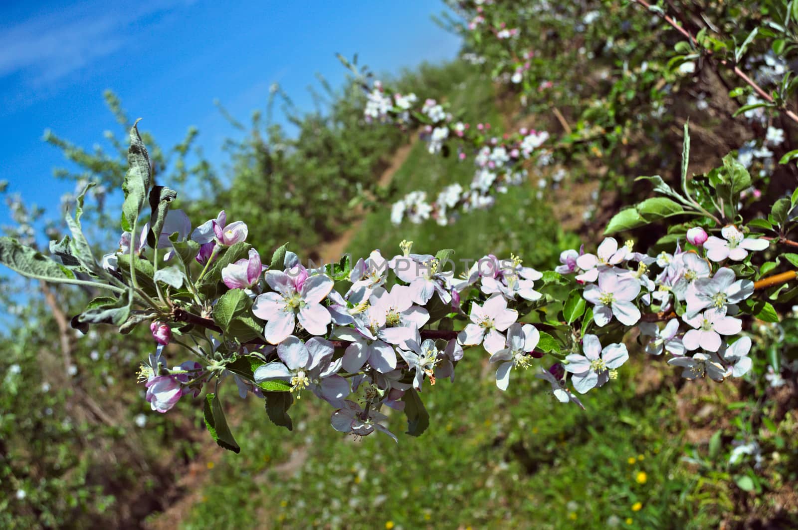 Apple blooming flovers in orchard at spring time by sheriffkule