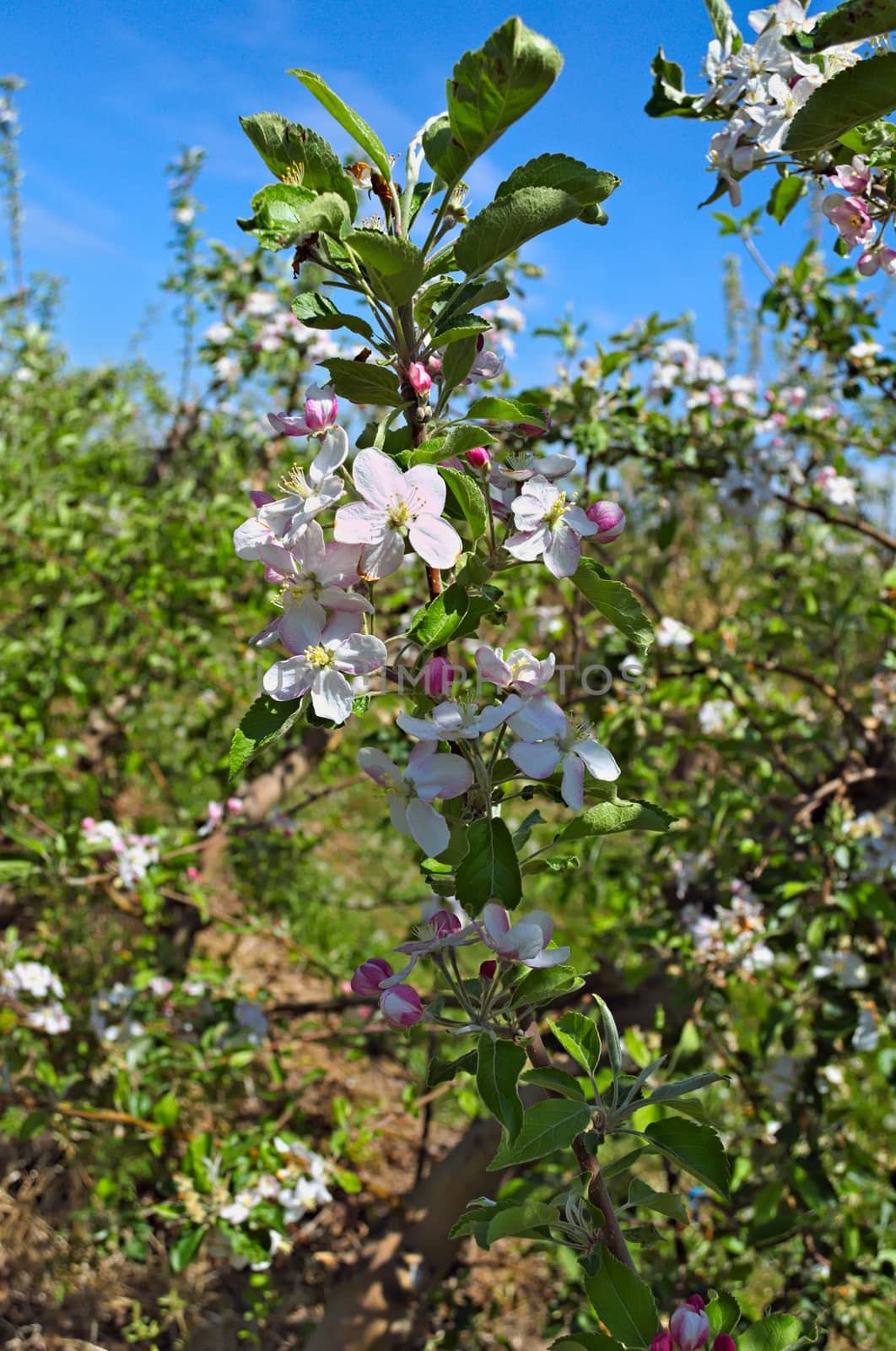 Apple blooming flovers in orchard at spring time