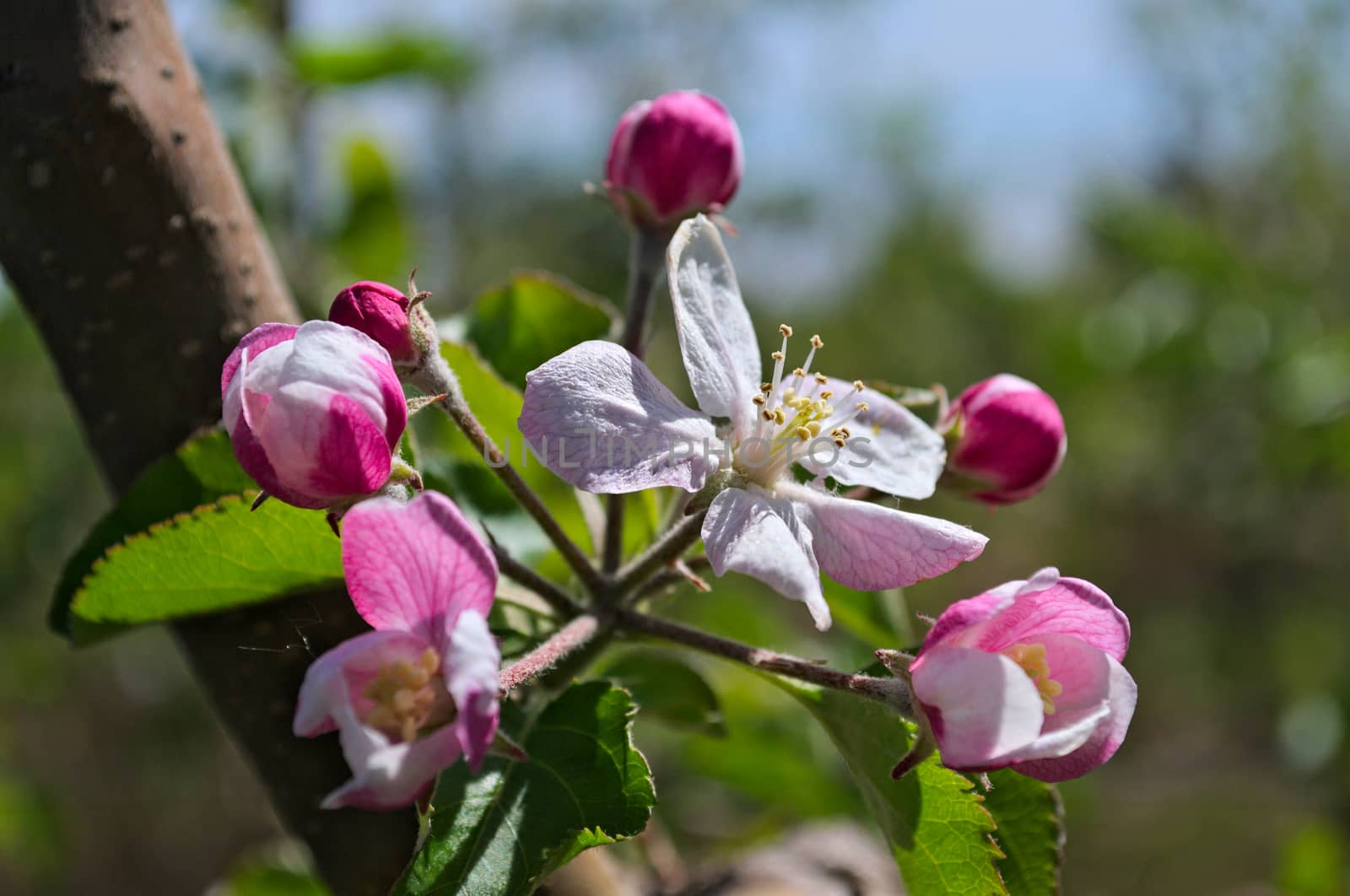 Apple blooming flovers in orchard at spring time