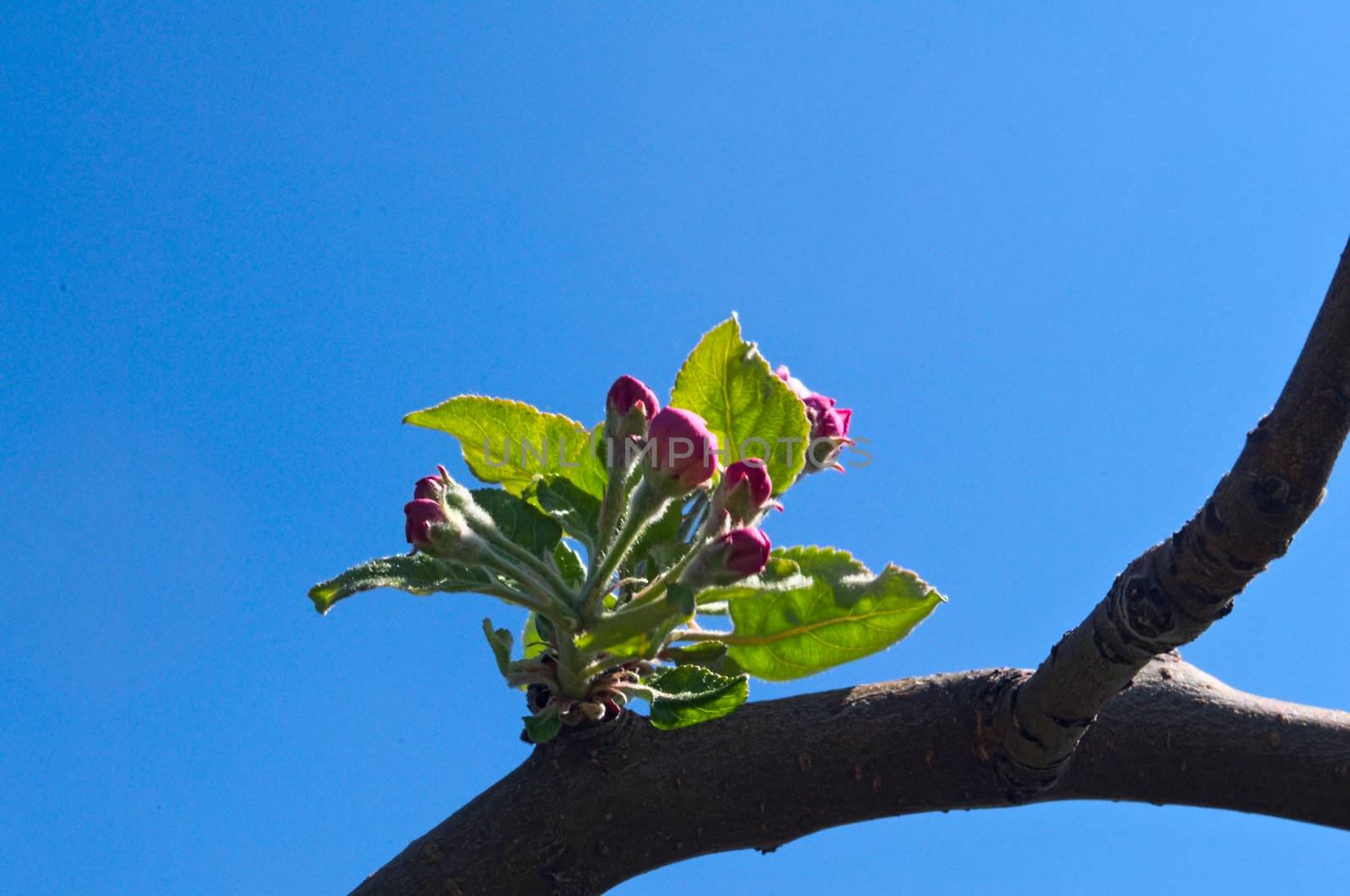 Apple blooming flovers in orchard at spring time by sheriffkule