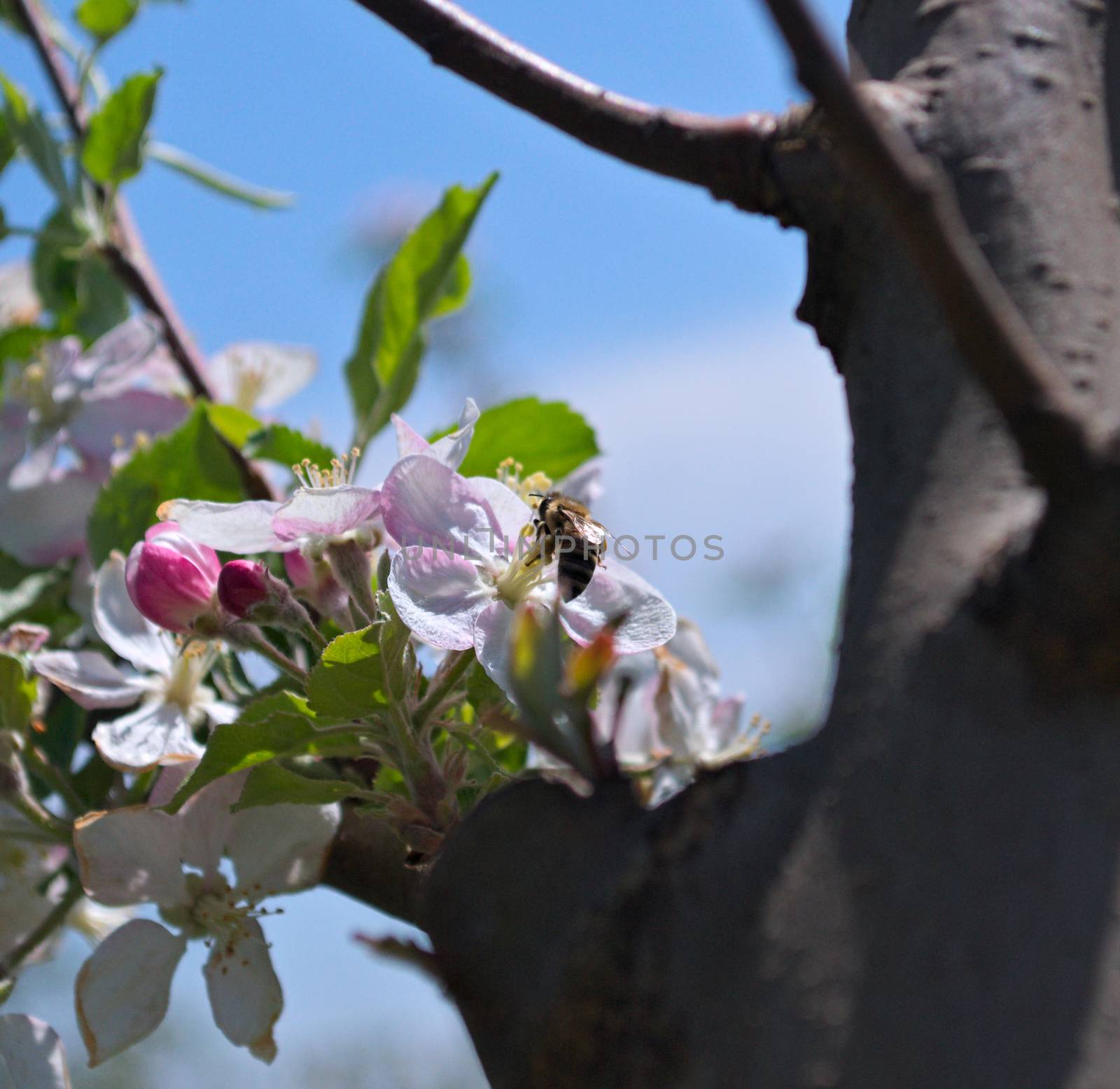 Bee working on apple flower